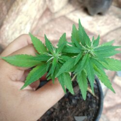 Primeiro Cultivo (Rabanopolea) - semana 12 - 
