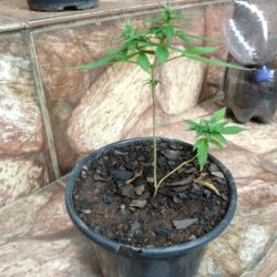 Primeiro Cultivo (Rabanopolea) - semana 12 - 