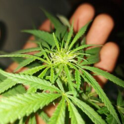Sementinha do mau - semana 10 - 