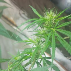 Sementinha do mau - semana 10 - 