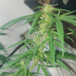 Sementinha do mau - sem 10 - 
