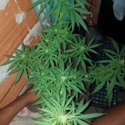 Sementinha do mau - semana 10 - 