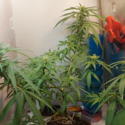Sementinha do mau - semana 11 - 