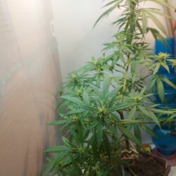 Sementinha do mau - sem 11 - 