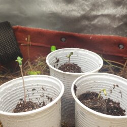Amnésia - no till - semana 1 - Dia 1