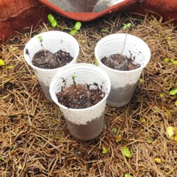 Amnésia - no till - semana 1 - Dia 2