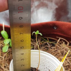 Amnésia - no till - semana 1 - Dia 3 - A - Joana