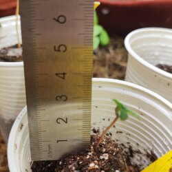 Amnésia - no till - semana 1 - Dia 3 - W - Branca