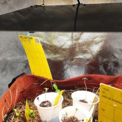 Amnésia - no till - semana 1 - 