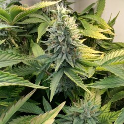 Genética Monstra - semana 14 - Cbd purple cookies