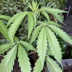 Primeiro cultivo - semana 7 - 