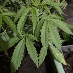 Primeiro cultivo - semana 7 - 