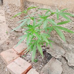 Alguém sabe qual planta er - pergunta - 