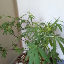 alguém me ajuda kk - sem 9 - 