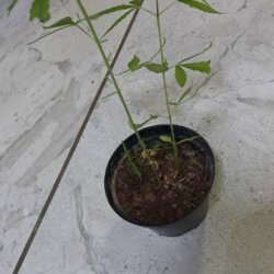 Ajuda - pergunta - 