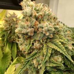Genética Monstra - semana 18 - Top bud you whoo