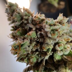 Genética Monstra - semana 19 - Sweet dreams