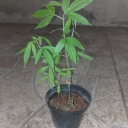 Ajuda - pergunta - 