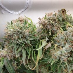 Genética Monstra - semana 19 - Cbd purple cookies