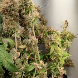 Genética Monstra - semana 20 - Cbd purple cookies