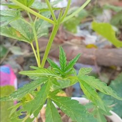Planta - pergunta - 