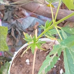 Planta - pergunta - 