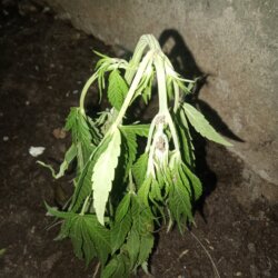 Planta murchou no transplante - pergunta - 