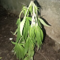 Planta murchou no transplante - pergunta - 