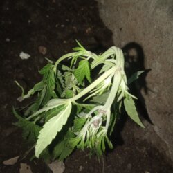 Planta murchou no transplante - pergunta - 