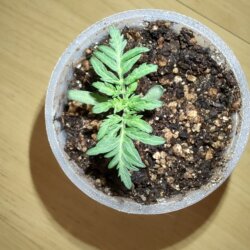 Orgânico é vida - semana 1 - 