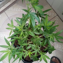Guerreira Desconhecida - sem 15 - 