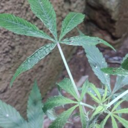 Folhas com aparência de murcha - pergunta - 
