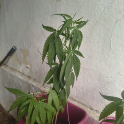 pé murchando - pergunta - 
