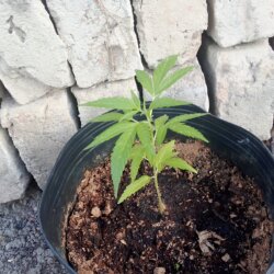 Primeira vez cultivando e já me deparo com um pé com folhas de 3 pontas - pergunta - 