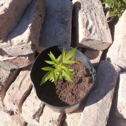 Primeira vez cultivando e já me deparo com um pé com folhas de 3 pontas - pergunta - 