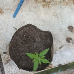 Filha de prensado - sem 2 - 
