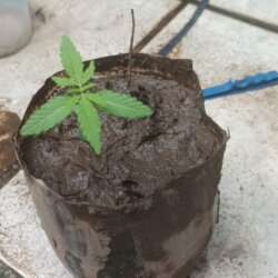 Filha de prensado - semana 2 - 