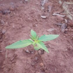 Desconhecida aparentemente Sativa - sem 2 - 2 semanas desenvolvendo